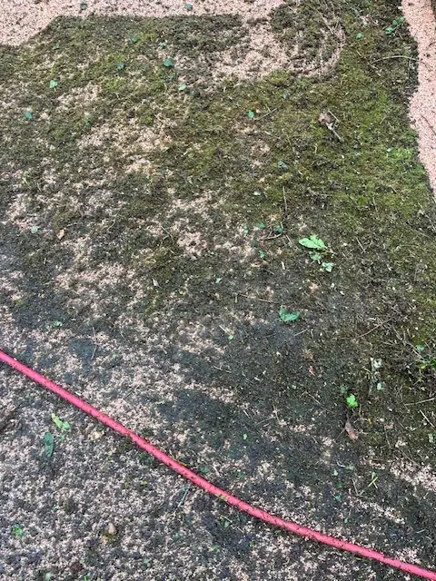 Une allée en gravillons couverte de mousse, un tuyau posé dessus.