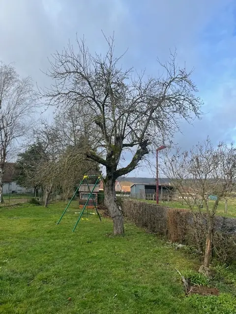 Un arbre au fond d'un jardin, près d'une balançoire.
