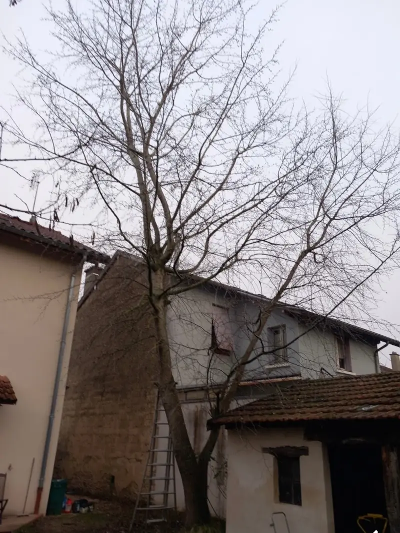Un grand arbre contre les murs d'une maison ancienne, une échelle au pied.