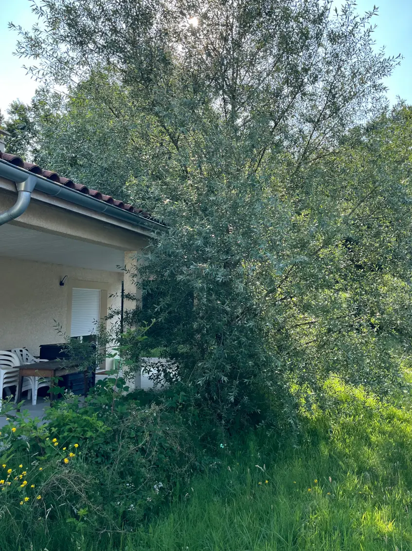 Un arbre touffu qui envahit le bord d'une terrasse couverte.