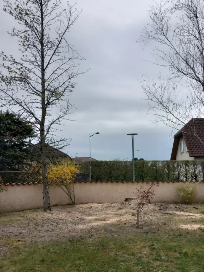 Le jardin dégagé entre les bouleaux, le cèdre abattu.