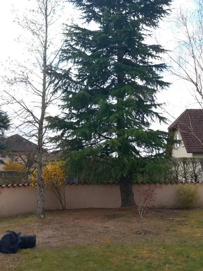 Un grand cèdre entre deux bouleaux, devant un mur d'enceinte.