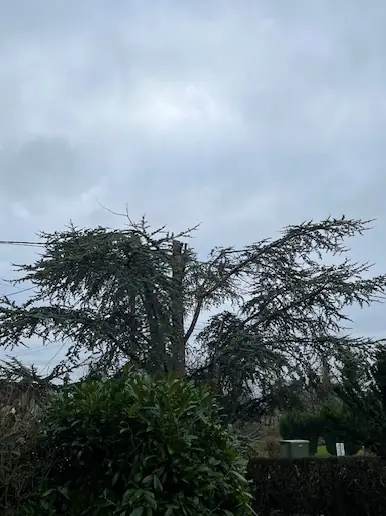 Le même cèdre, sa cime coupée.