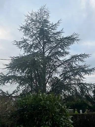 Un grand cèdre derrière une haie.