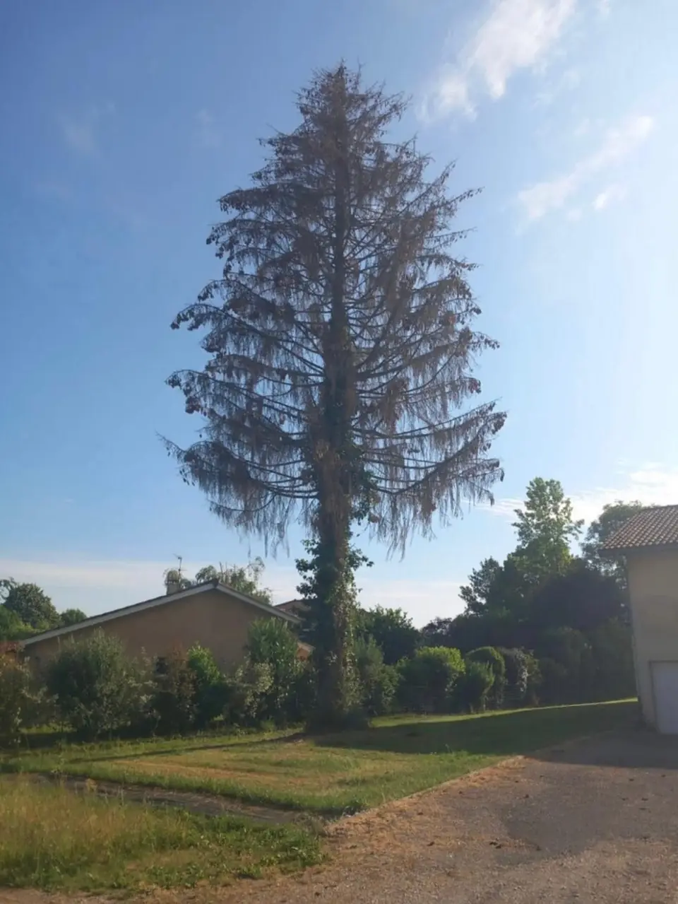 Un grand conifère mort, couvert de lierre, au bord d'un jardin.