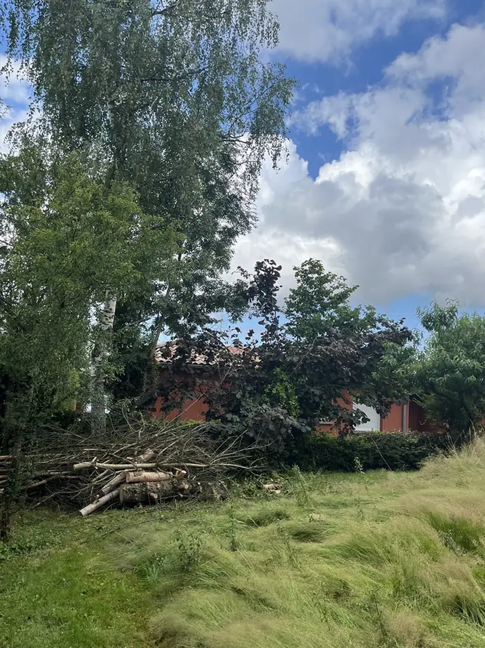 Le conifère abattu, ses branches au sol.