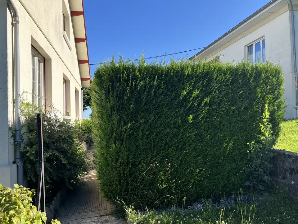Une haie haute le long d'une allée, entre deux maisons.