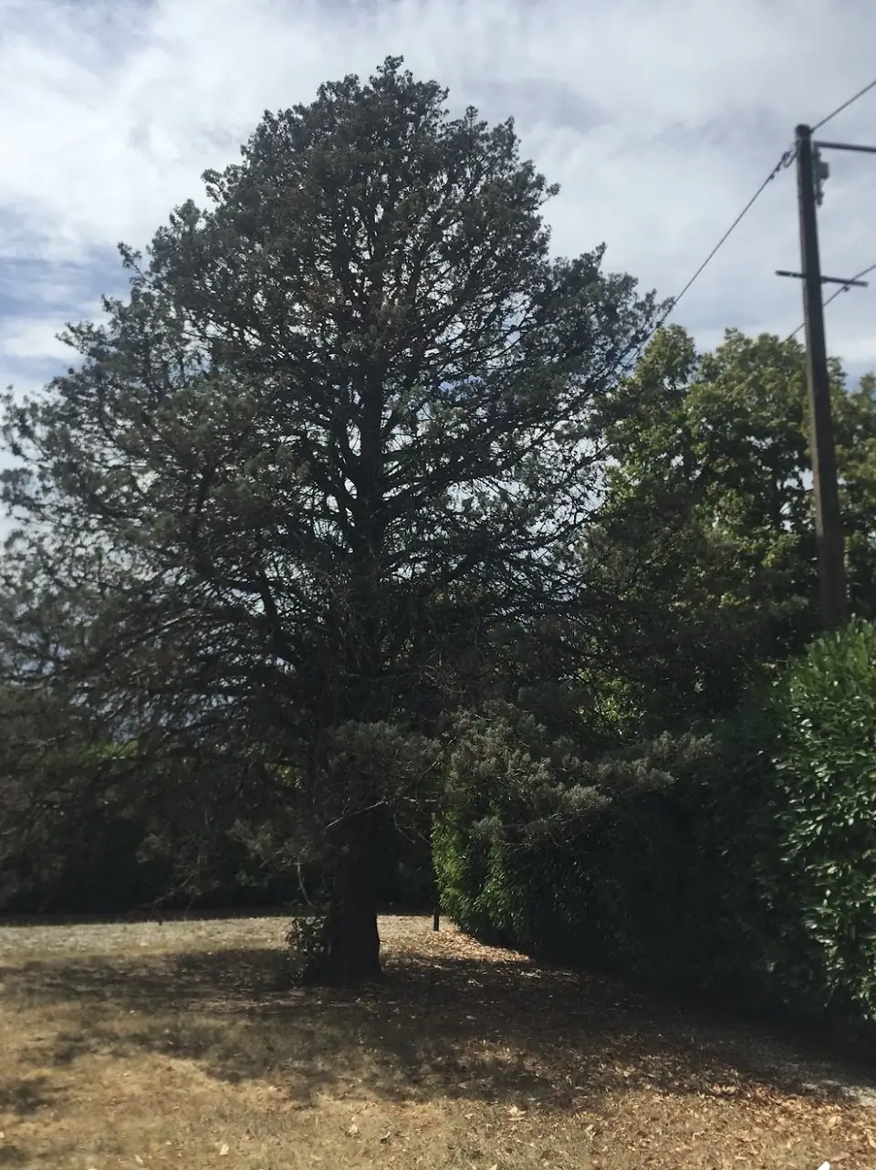 Un grand pin au bord d'un terrain, le long d'une haie.