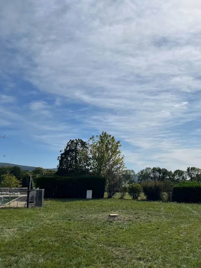 La souche du pin coupée au ras, au milieu de la pelouse.