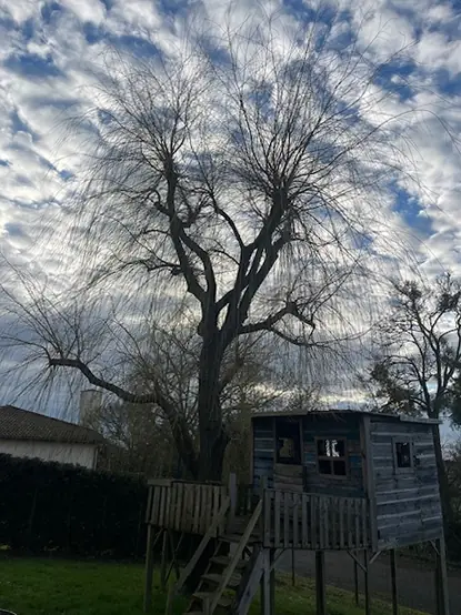 Un grand saule au houppier touffu, au-dessus d'une cabane perchée en bois.