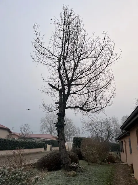 Un grand arbre couvert de lierre, entre une maison et la route.