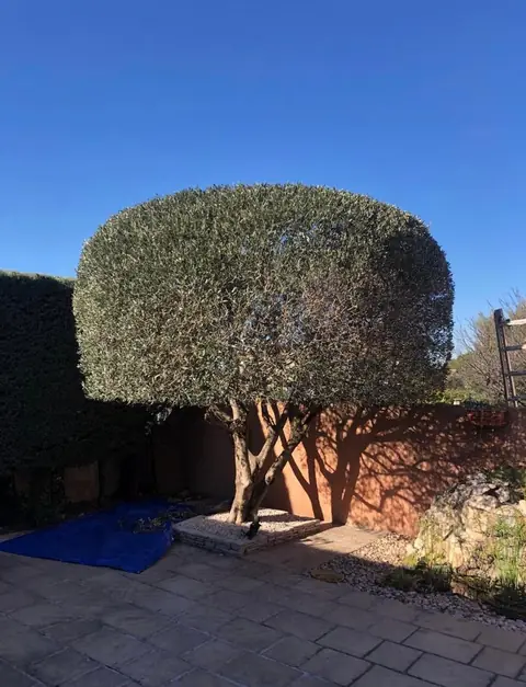 Un arbre taillé en nuage, au-dessus d'une cour pavée.