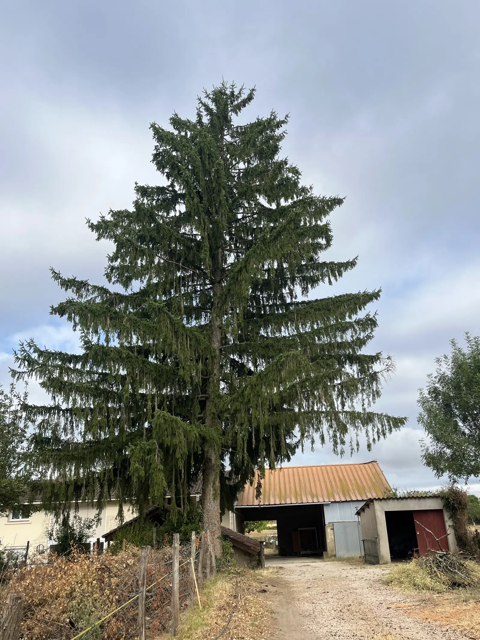 Un grand conifère aux branches retombantes au bord d'un chemin de terre, devant un hangar et des bâtiments agricoles.